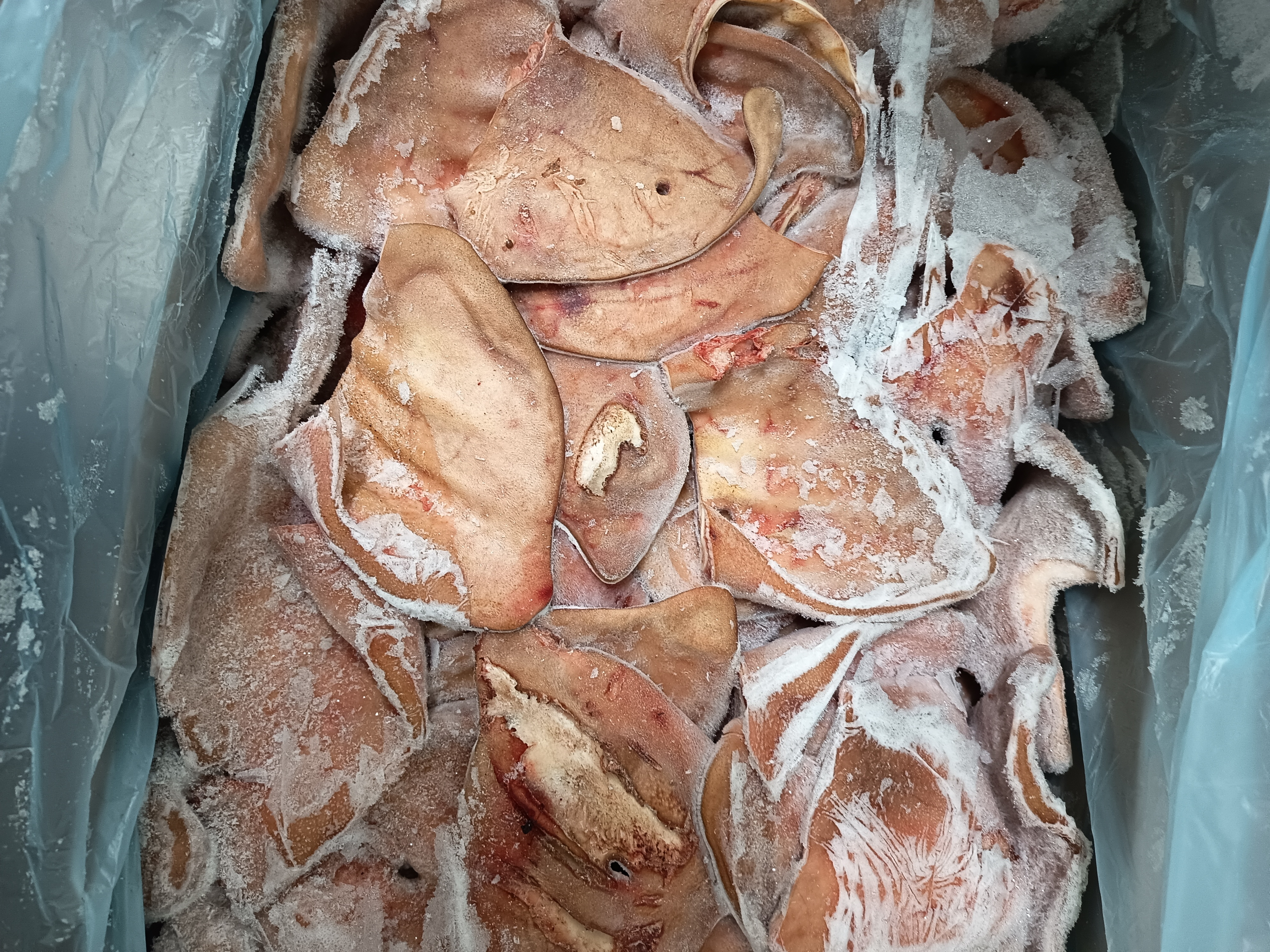 Свински уши